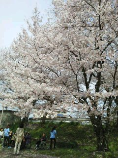 桜お花見